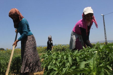kadın tarım işçisi