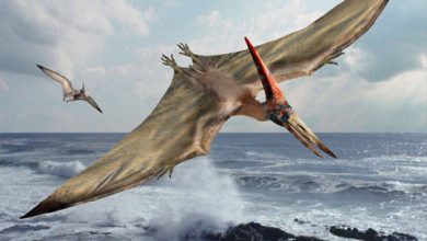 pterosaur fun facts