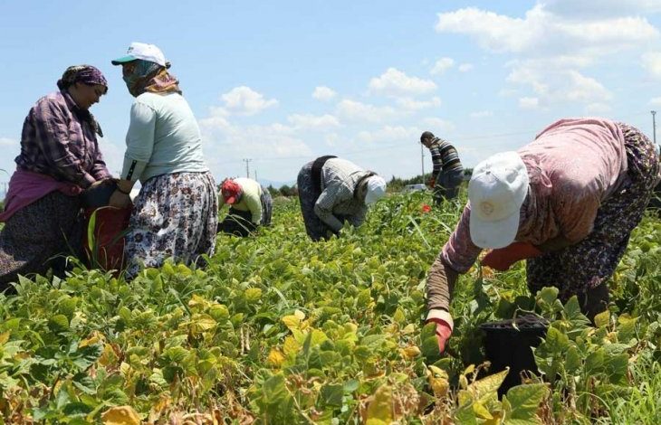 tarımda çalışan işçi kadınlar